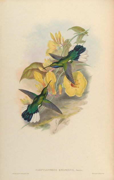 Campylopterus ensipennis door John Gould